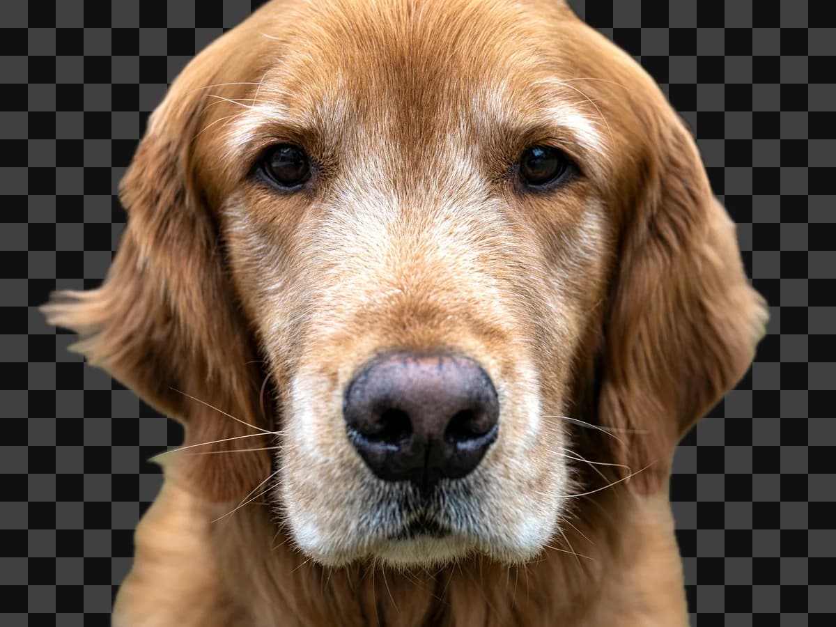 A golden retriever, cut out on a checkerboard