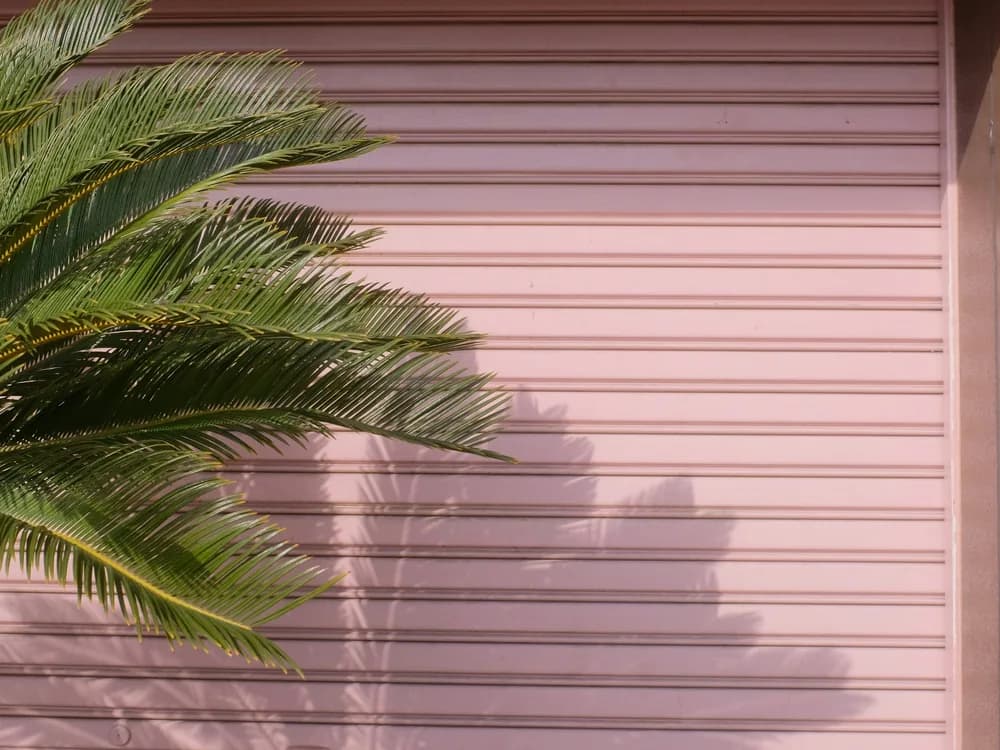 A palm frond against a pink shutter