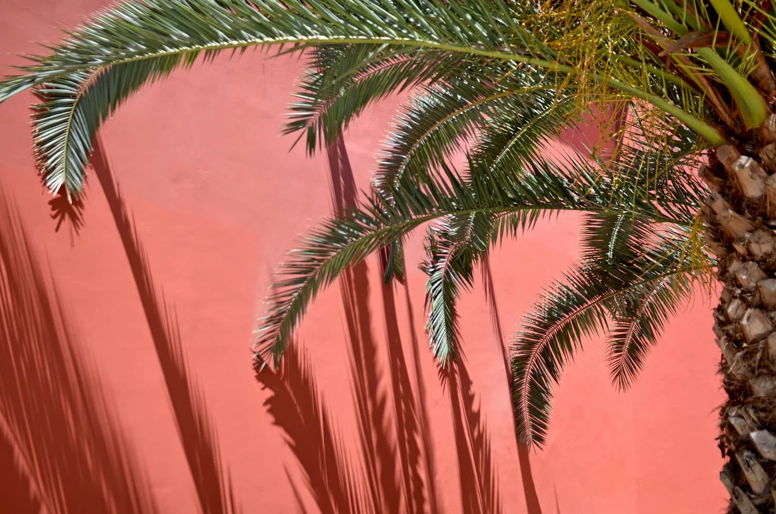 Palm fronds and their shadows on a coral wall