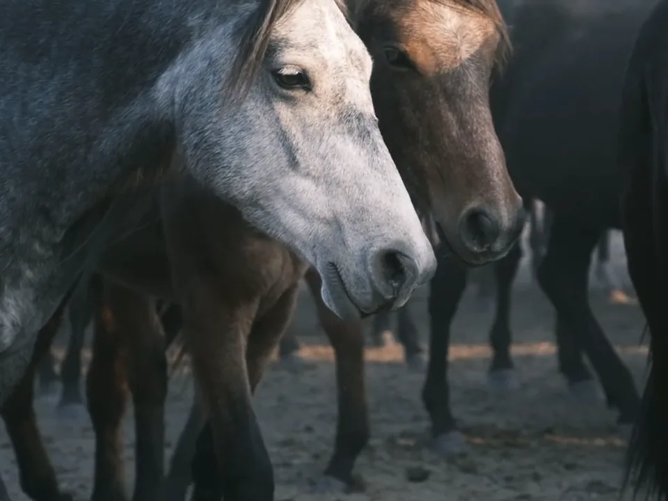 Horses crowding close in the dust