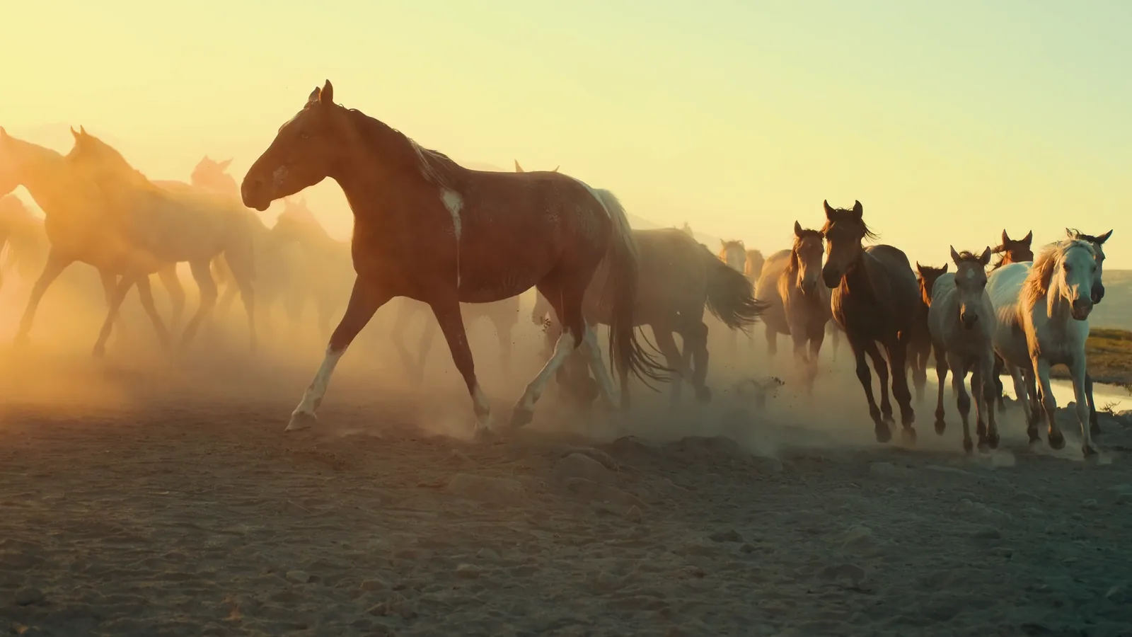 Horses running through golden dust at sunset