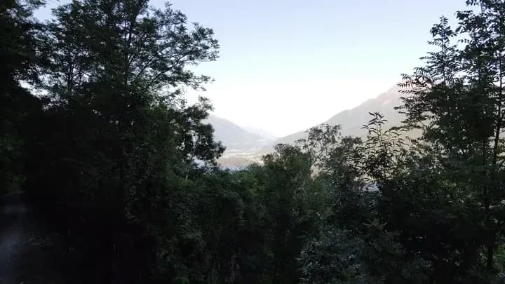Trees on a hillside with a mountain showing through them